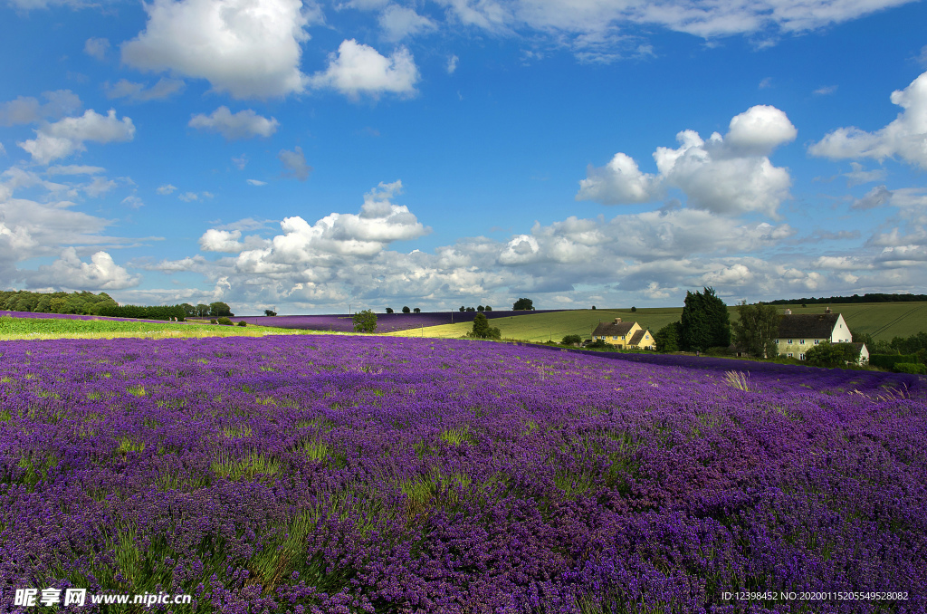 薰衣草花海美图