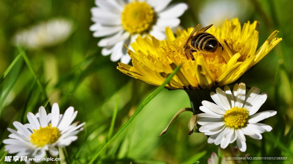 蜜蜂采蜜花朵草地植物