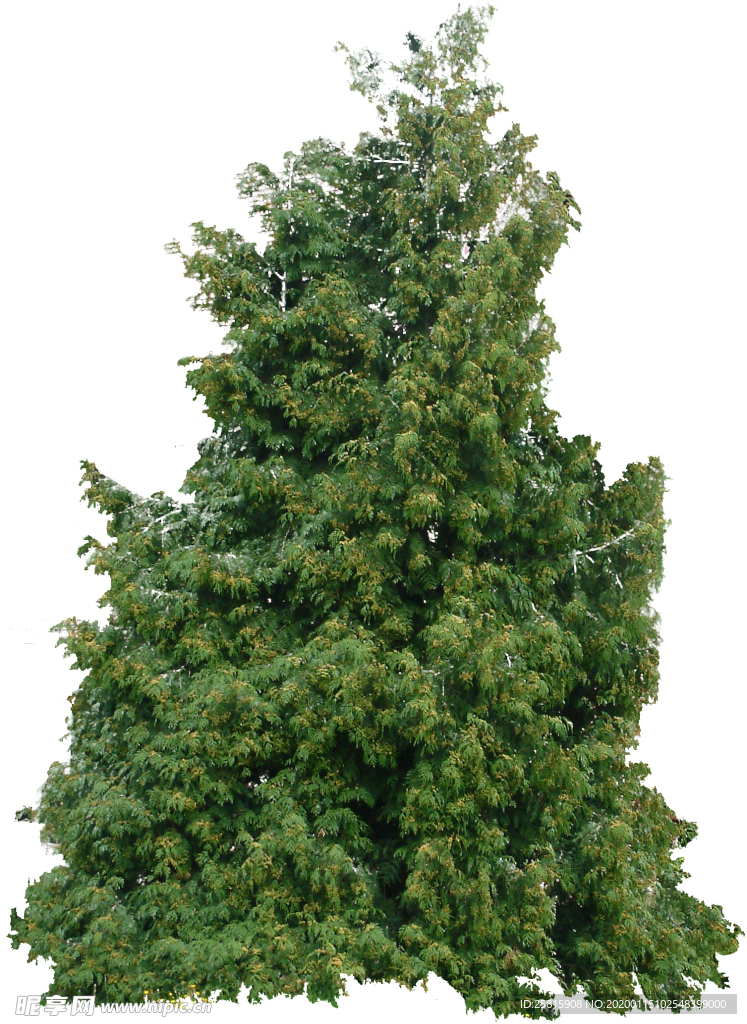 树木植物贴图