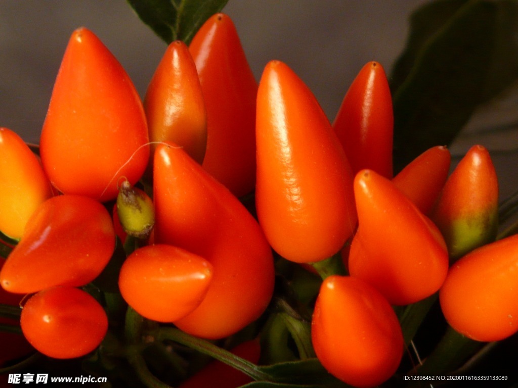 辣椒美图素材图片