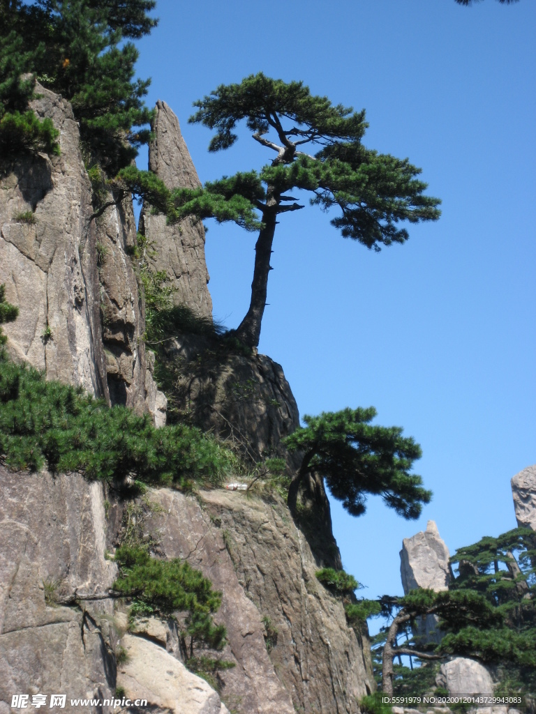 山崖松树
