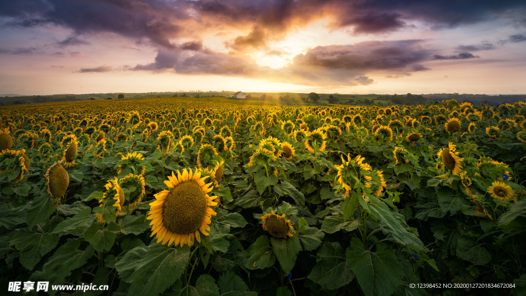 金黄的向日葵花摄影美图