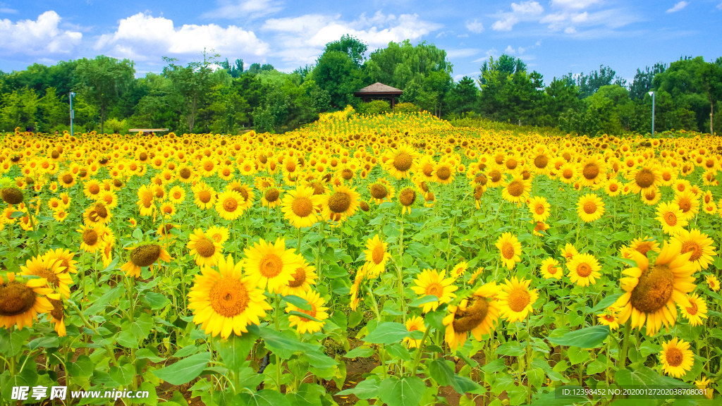 金黄的向日葵花摄影美图