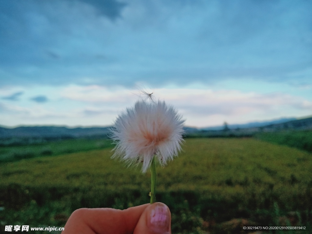 蒲公英空间背景图