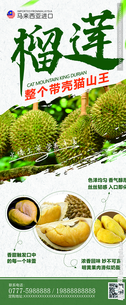 猫山王榴莲