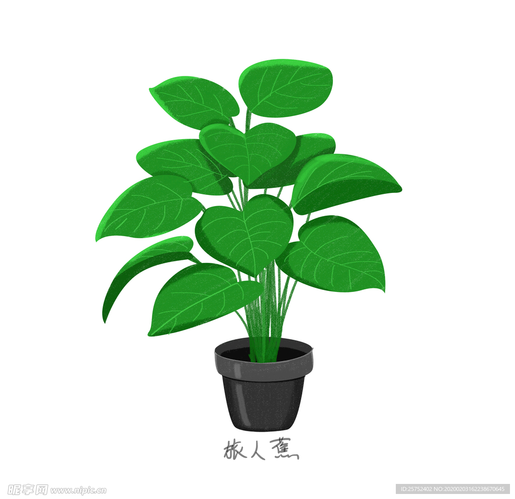 旅人蕉ins植物手绘高清图