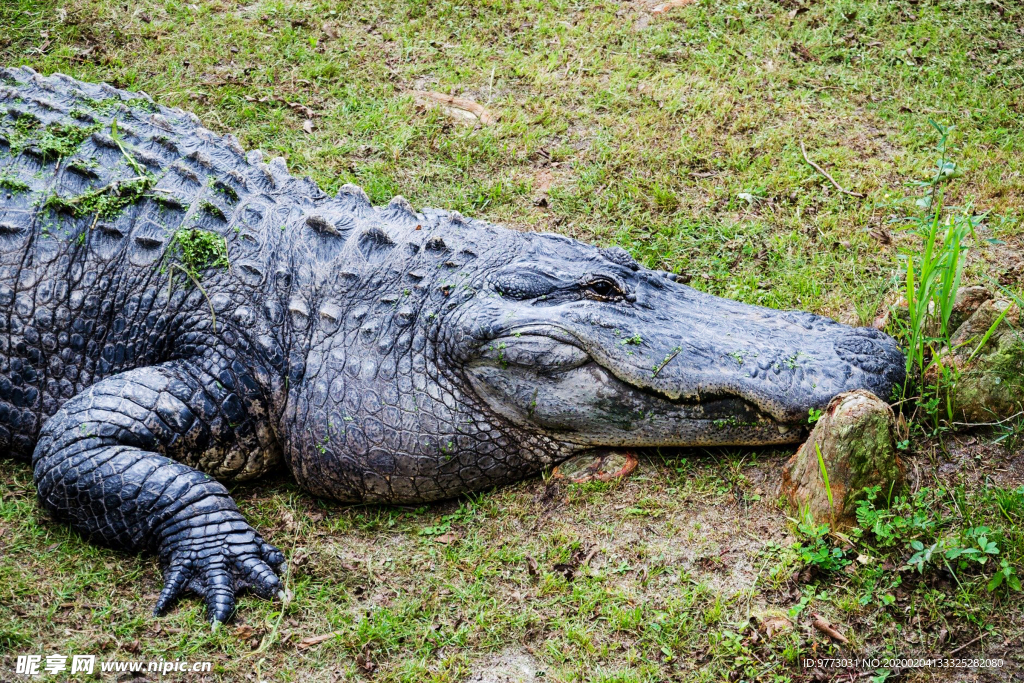 鳄鱼