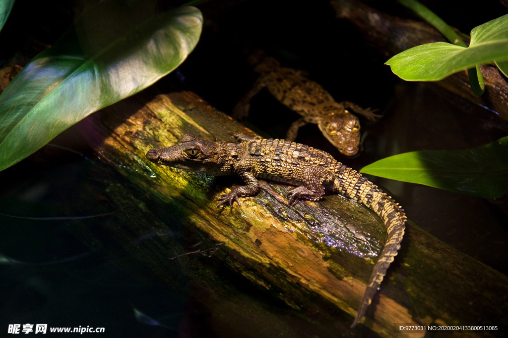 鳄鱼