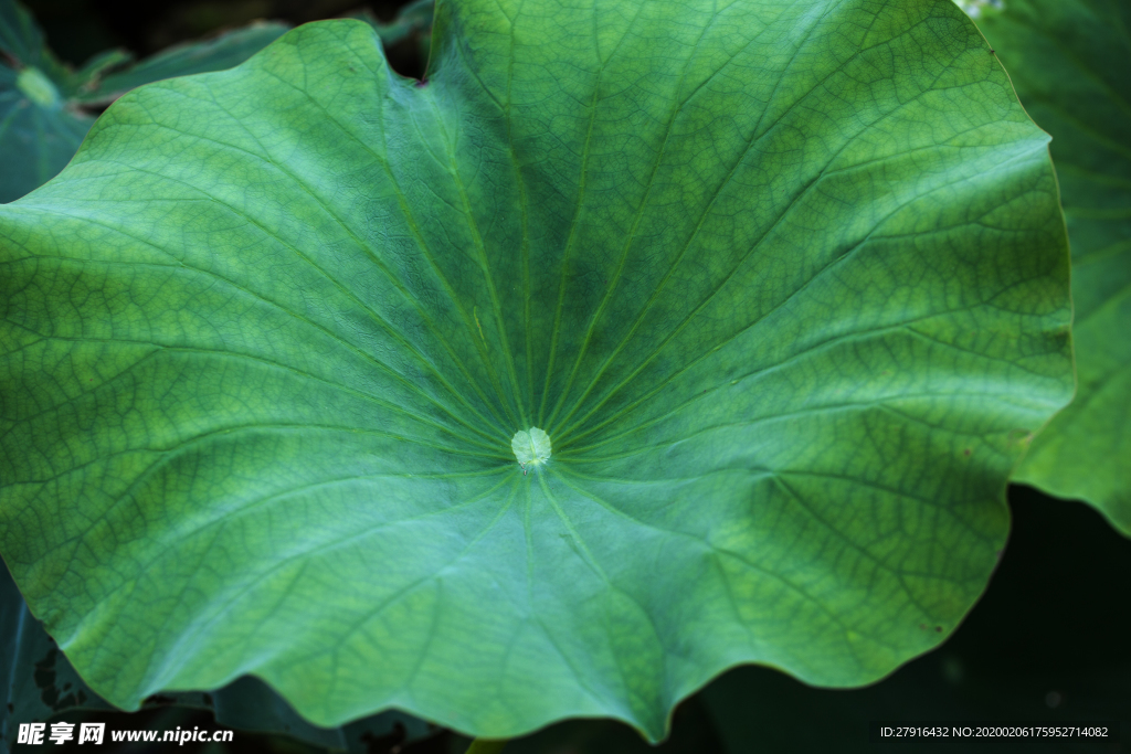 荷叶高清图