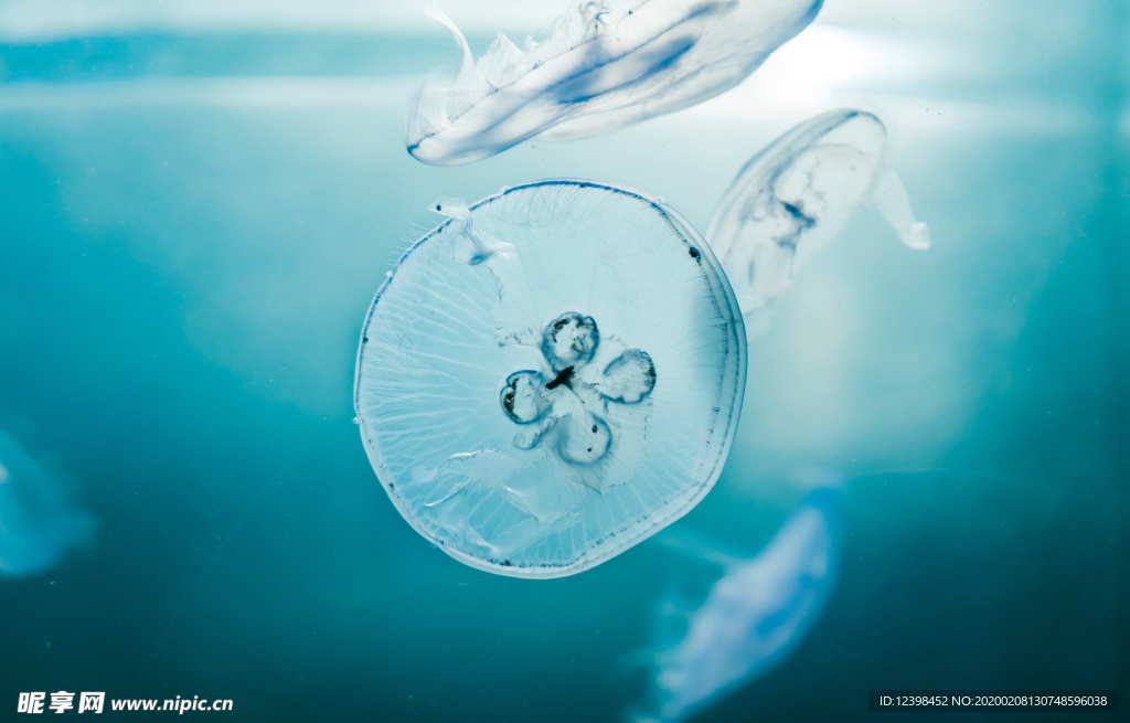 漂亮的蓝色水母