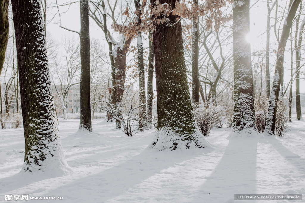雪后的公园摄影