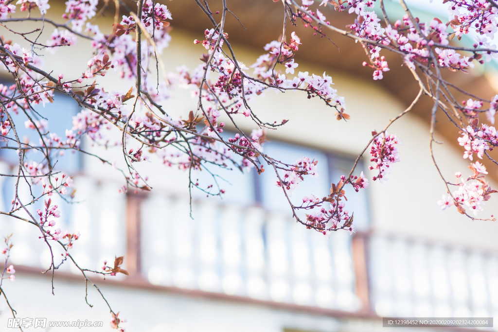 美丽的樱花摄影美图