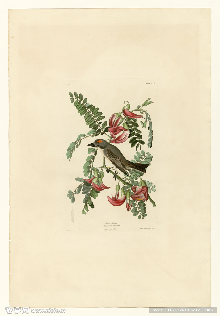 手绘插画 鸟类图鉴 图谱 装饰