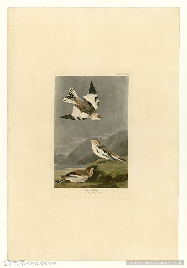 手绘插画 鸟类图鉴 图谱 装饰