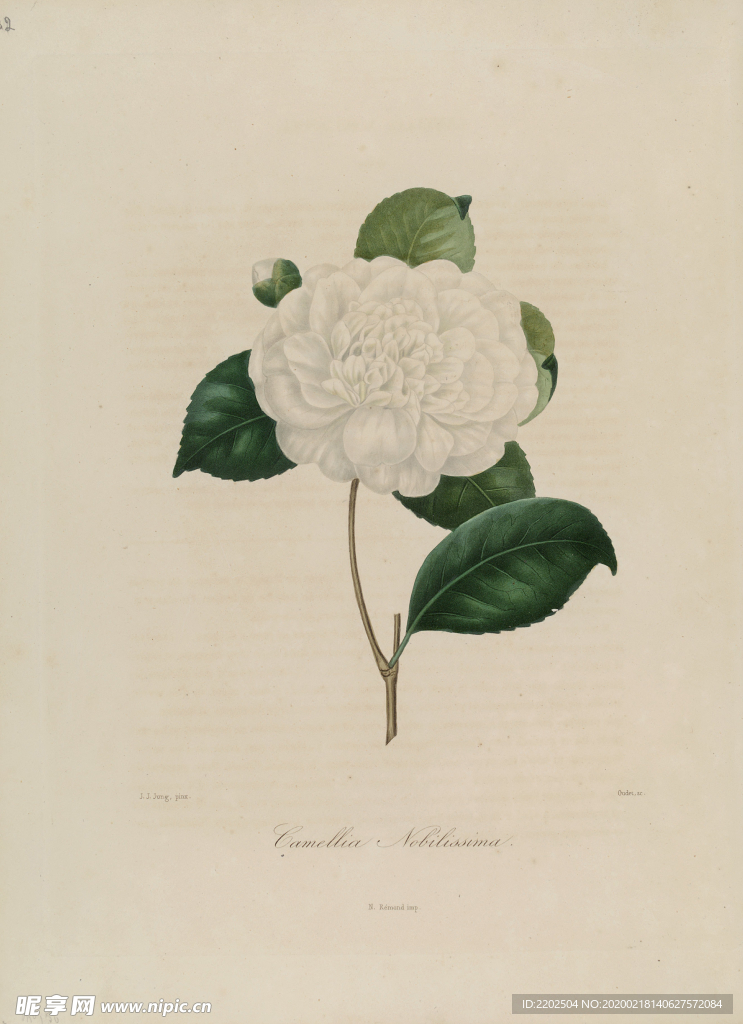 手绘插画 茶花 装饰画 图谱