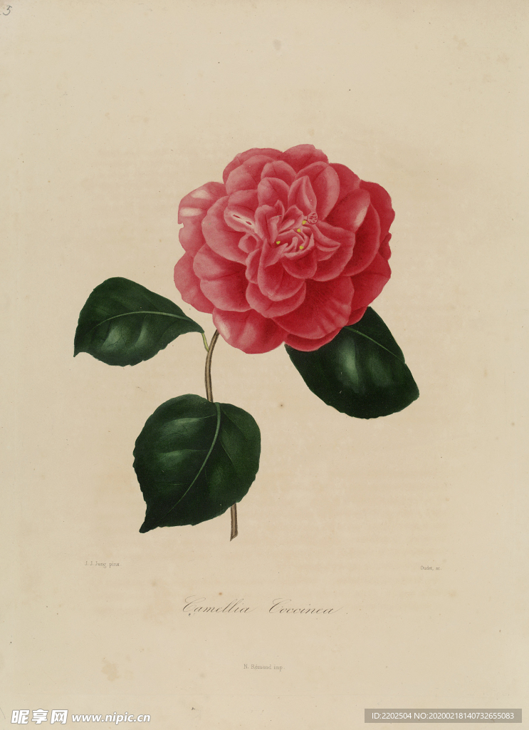 手绘插画 茶花 装饰画 图谱