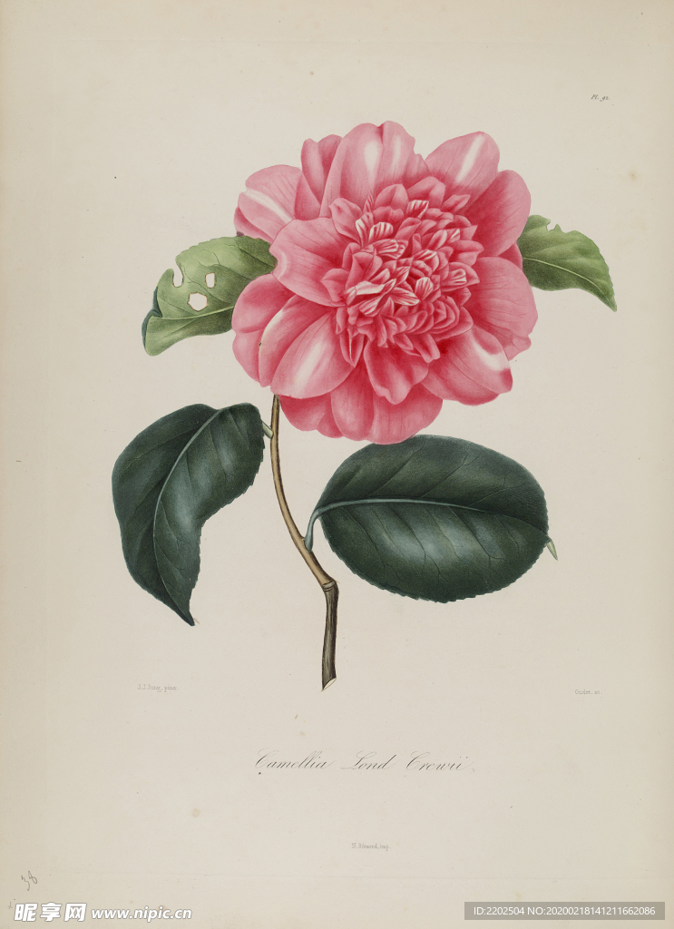 手绘插画 茶花 装饰画 图谱