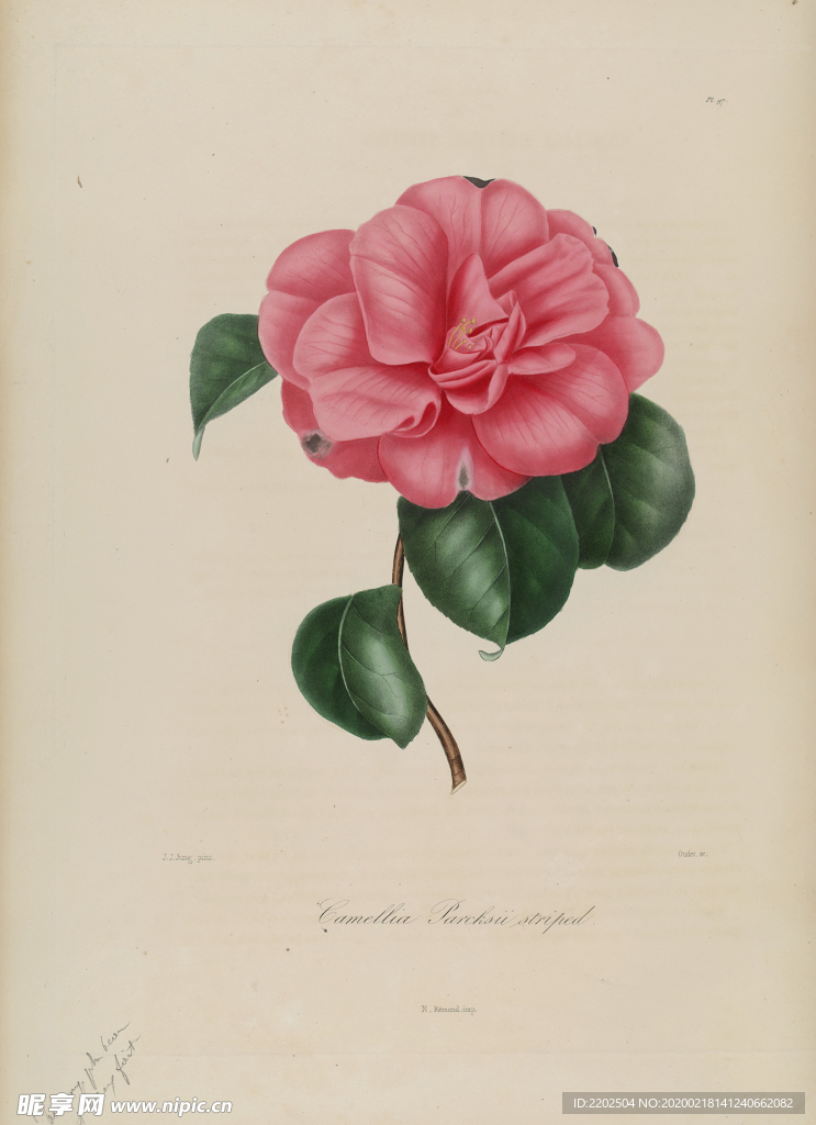 手绘插画 茶花 装饰画 图谱