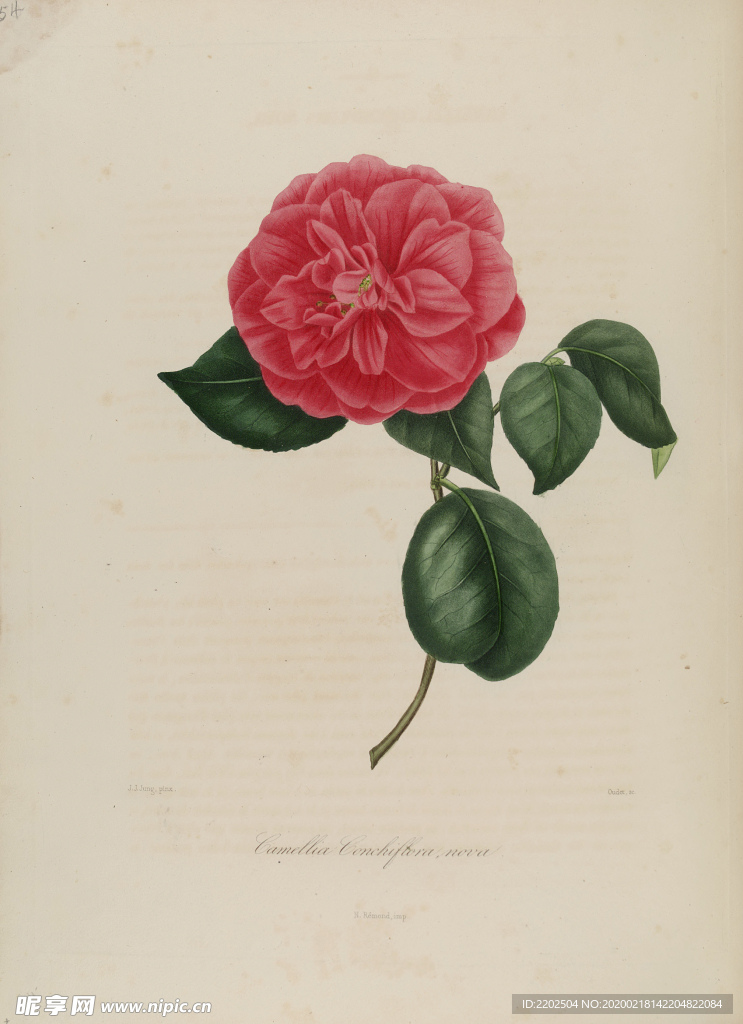 手绘插画 茶花 装饰画 图谱