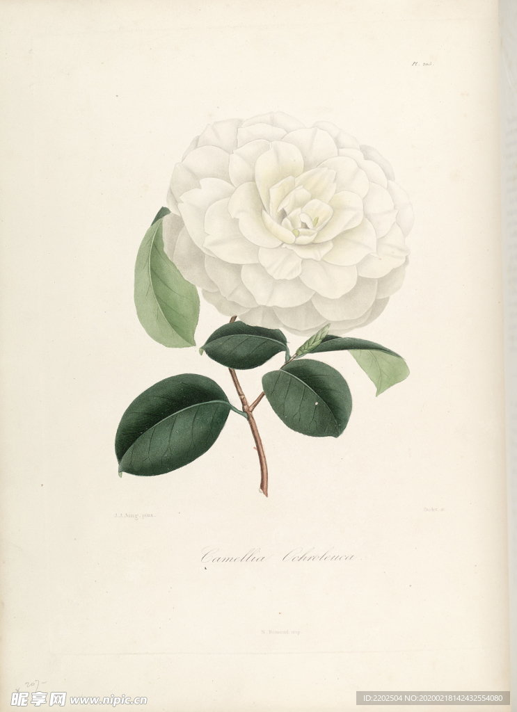 手绘插画 茶花 装饰画 图谱