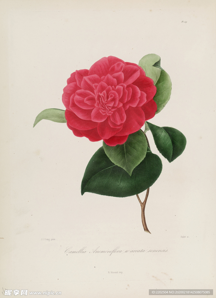 手绘插画 茶花 装饰画 图谱