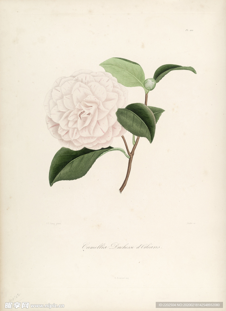 手绘插画 茶花 装饰画 图谱