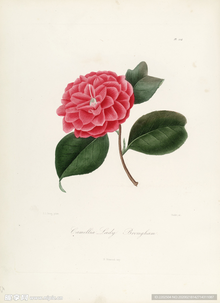 手绘插画 茶花 装饰画 图谱