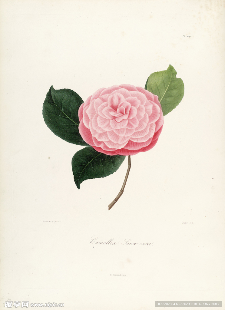 手绘插画 茶花 装饰画 图谱