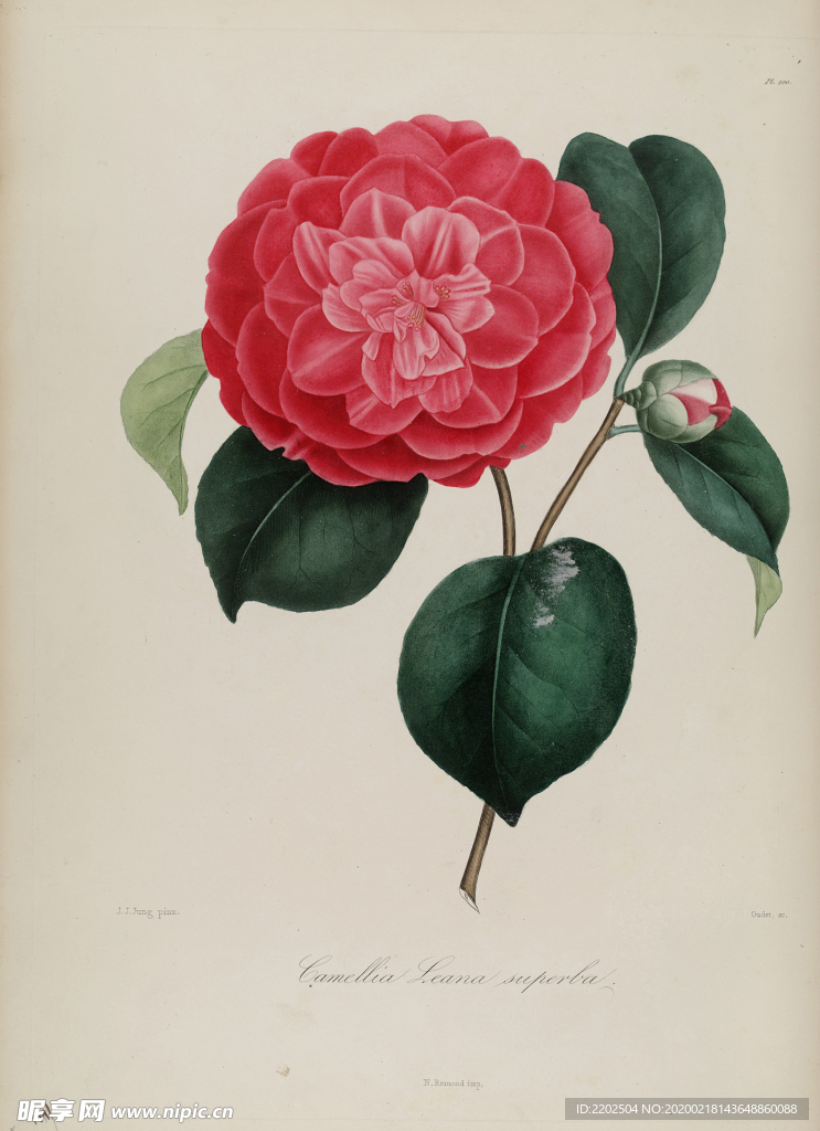 手绘插画 茶花 装饰画 图谱