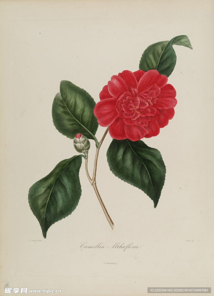 手绘插画 茶花 装饰画 图谱