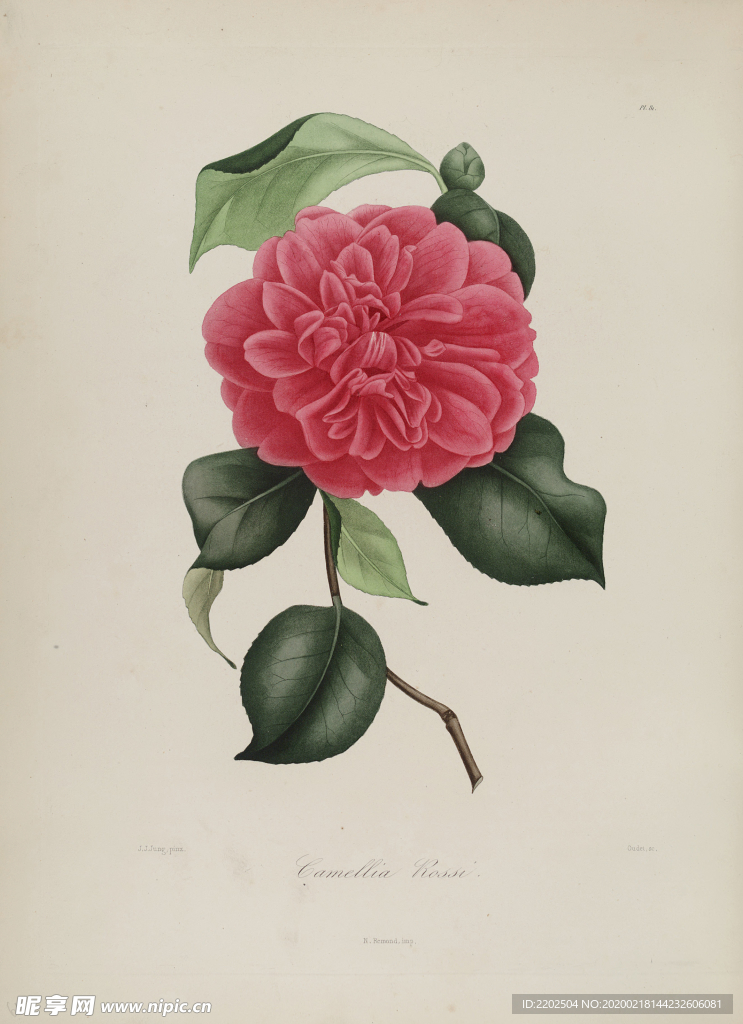 手绘插画 茶花 装饰画 图谱