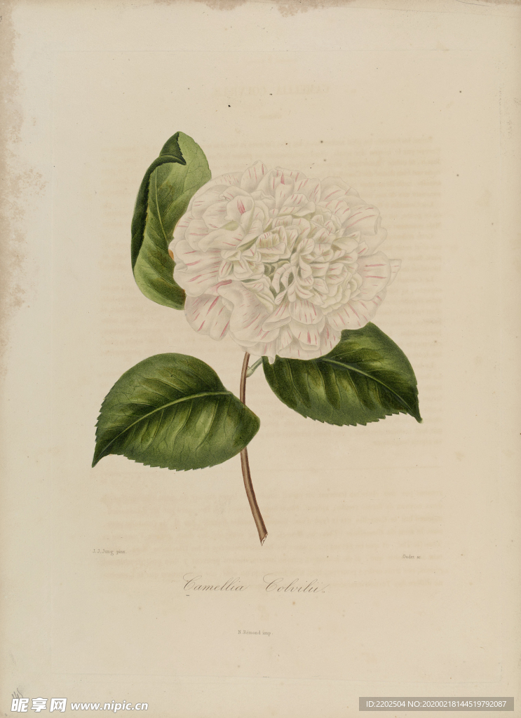 手绘插画 茶花 装饰画 图谱