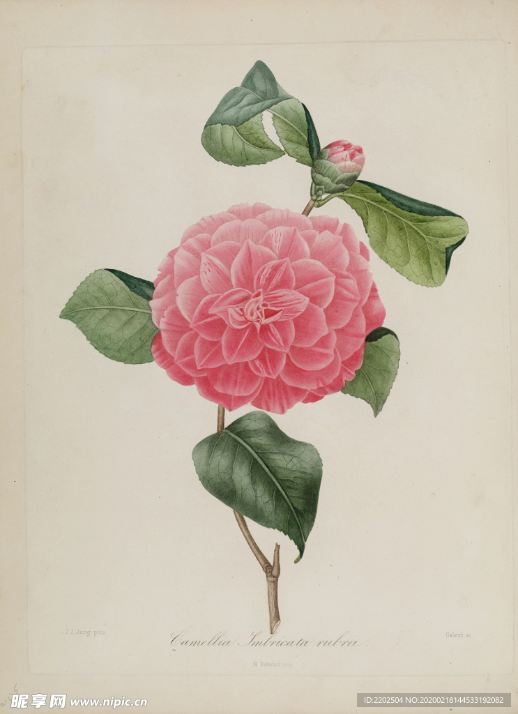 手绘插画 茶花 装饰画 图谱