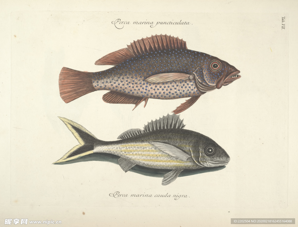 手绘插画 鱼类图鉴 早古图谱