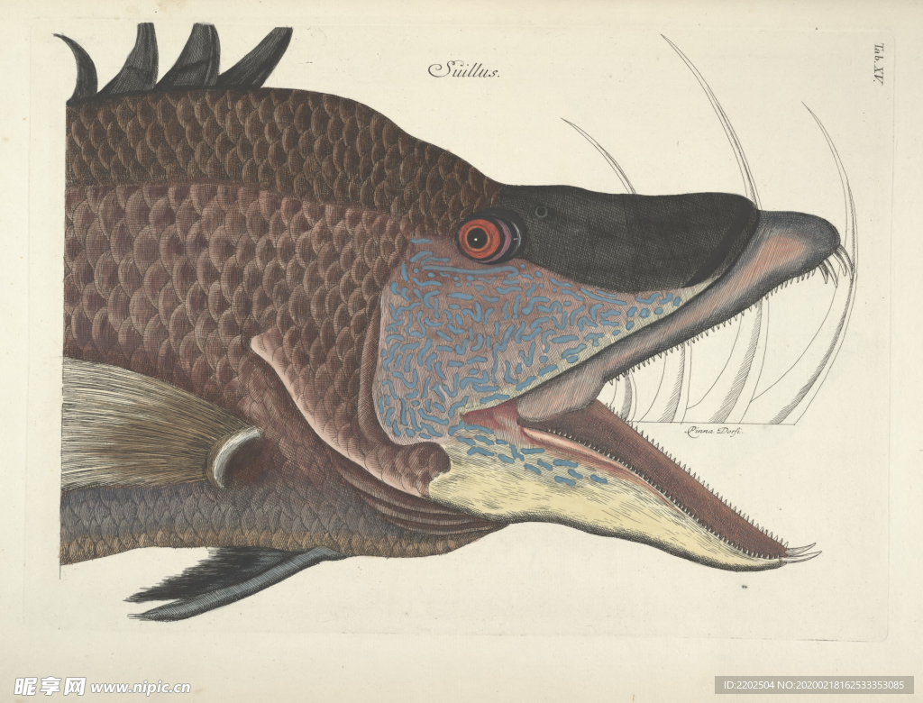 手绘插画 鱼类图鉴 早古图谱