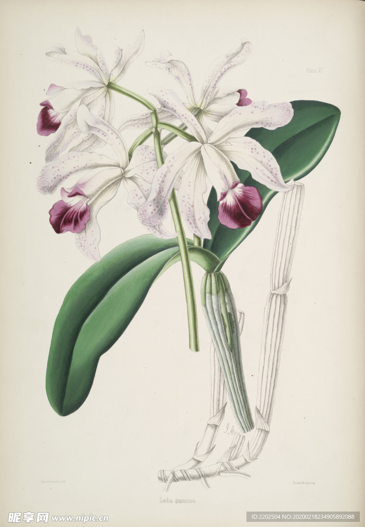 手绘插画 花卉装饰画 花草图谱