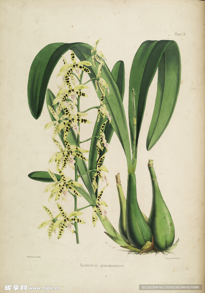 手绘插画 花卉装饰画 花草图谱