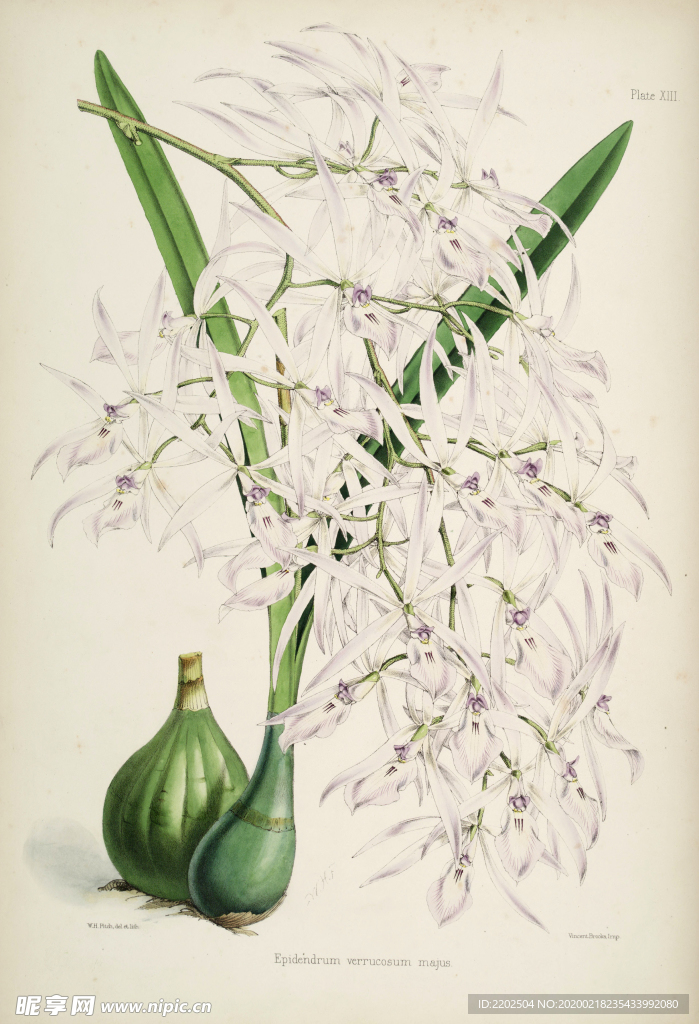 手绘插画 花卉装饰画 花草图谱