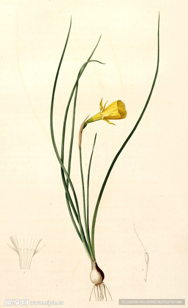 手绘插画 花卉装饰画 花草图谱