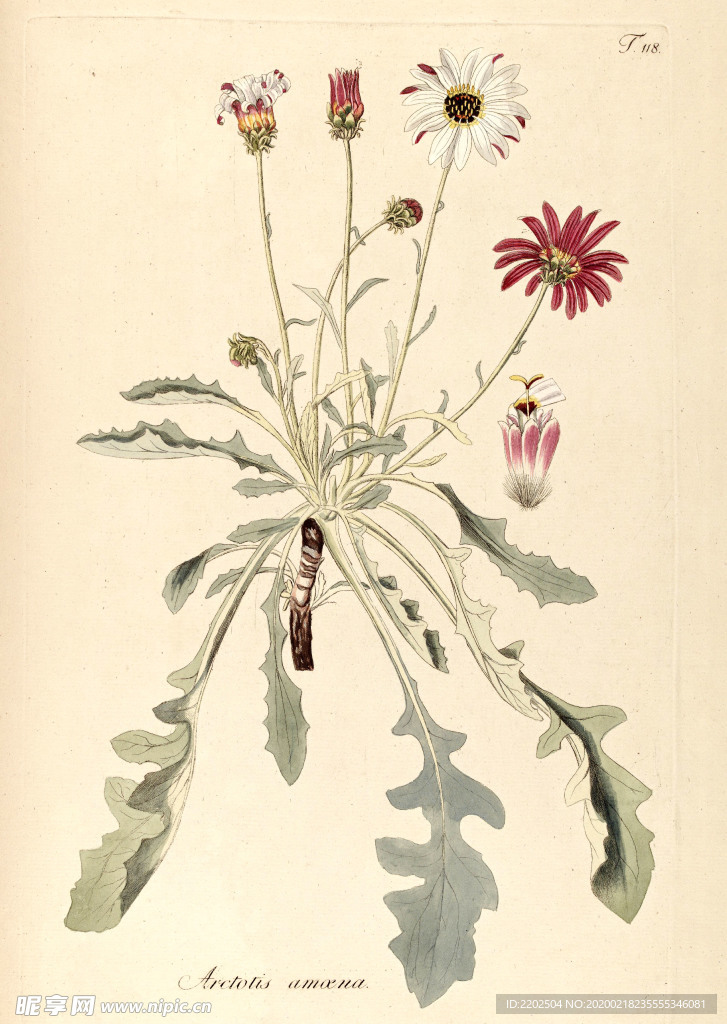 手绘插画 花卉装饰画 花草图谱