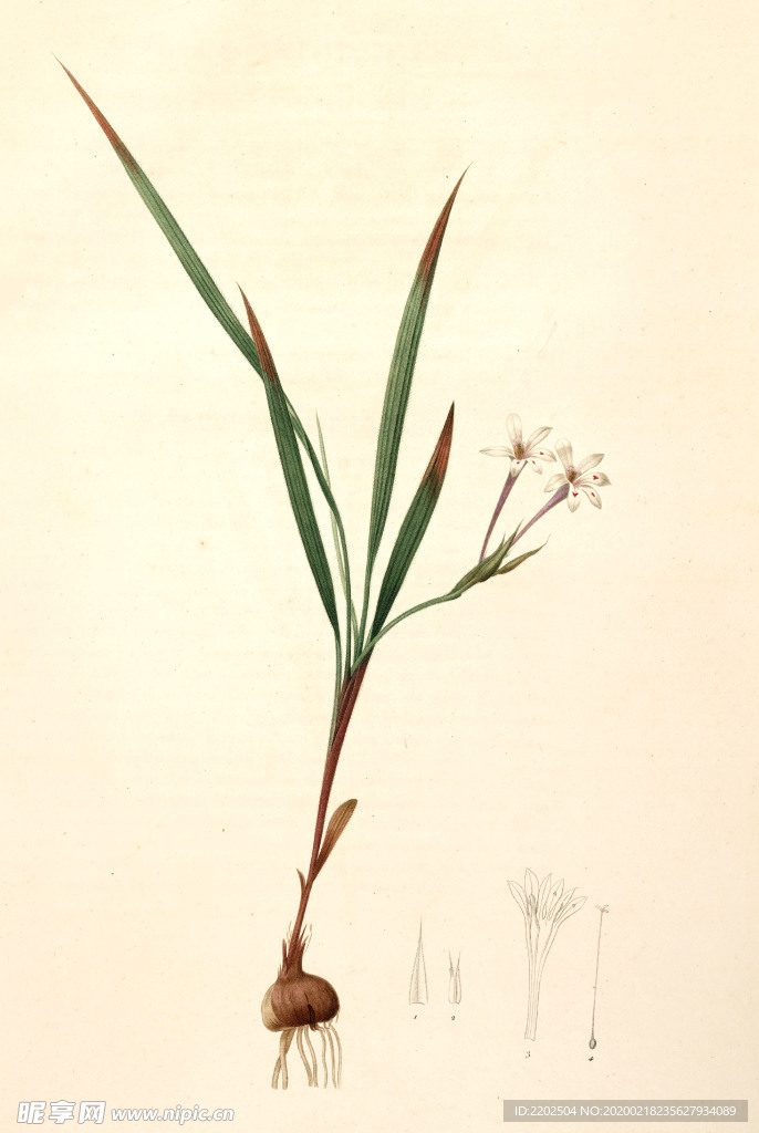 手绘插画 花卉装饰画 花草图谱