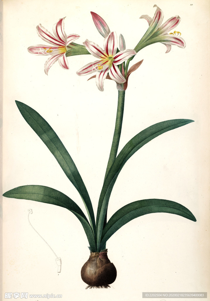 手绘插画 花卉装饰画 花草图谱