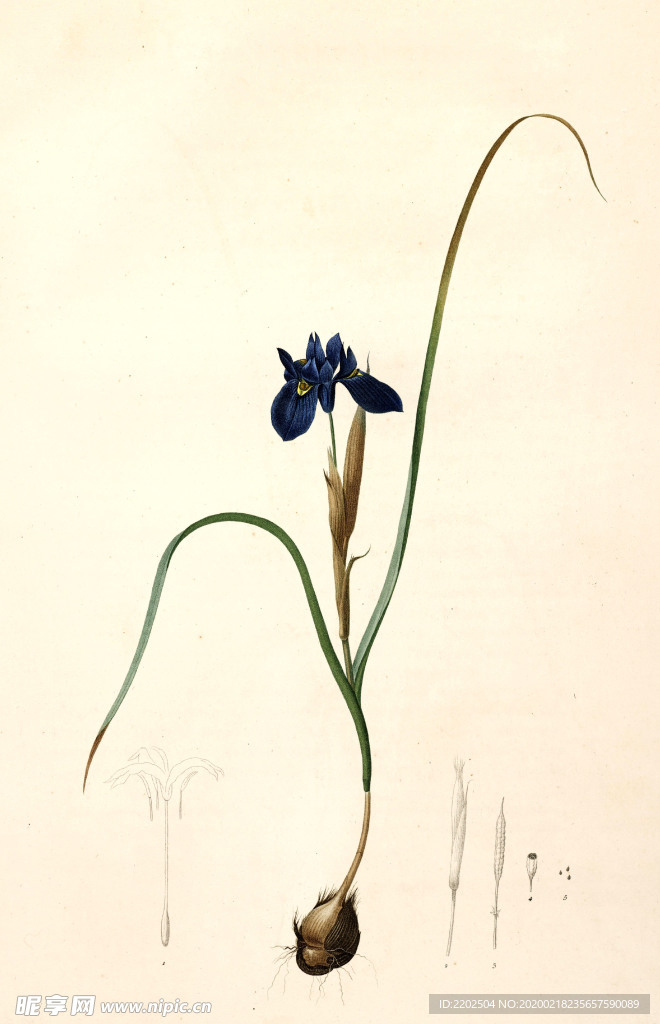 手绘插画 花卉装饰画 花草图谱