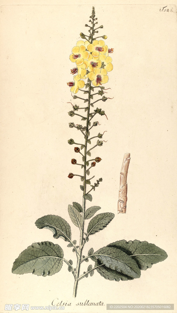 手绘插画 花卉装饰画 花草图谱