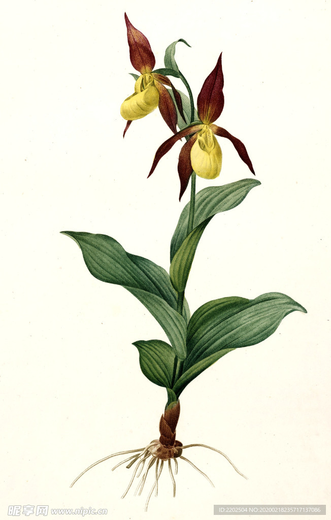 手绘插画 花卉装饰画 花草图谱