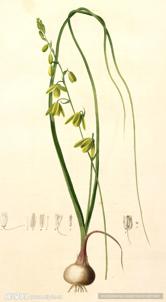 手绘插画 花卉装饰画 花草图谱