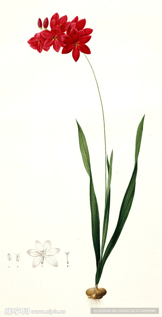 兰手绘插画花卉装饰画花草图谱