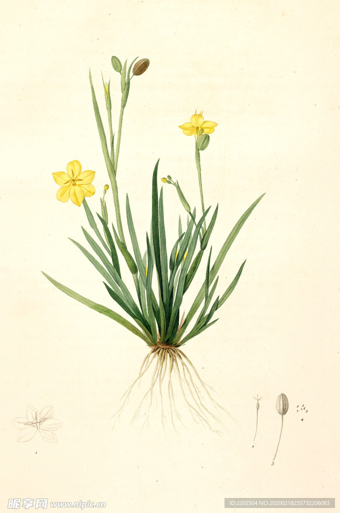 手绘插画 花卉装饰画 花草图谱