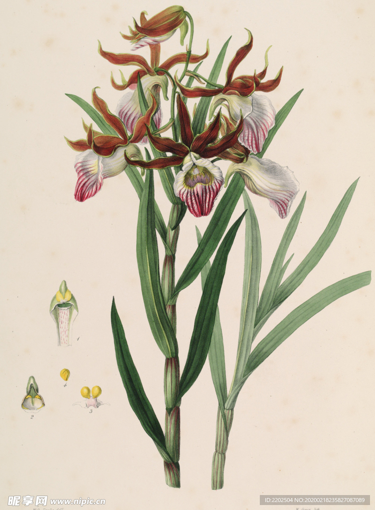 手绘插画 花卉装饰画 花草图谱