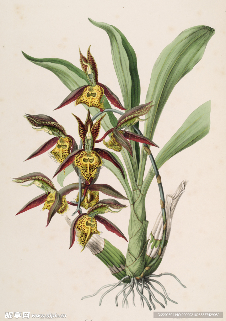 手绘插画 花卉装饰画 花草图谱